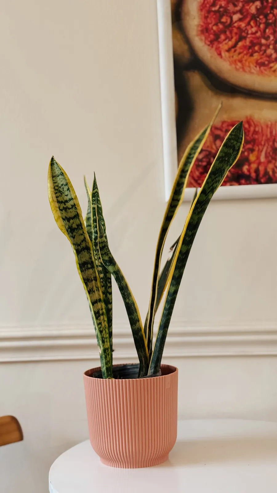 Sansevieria en maceta milán