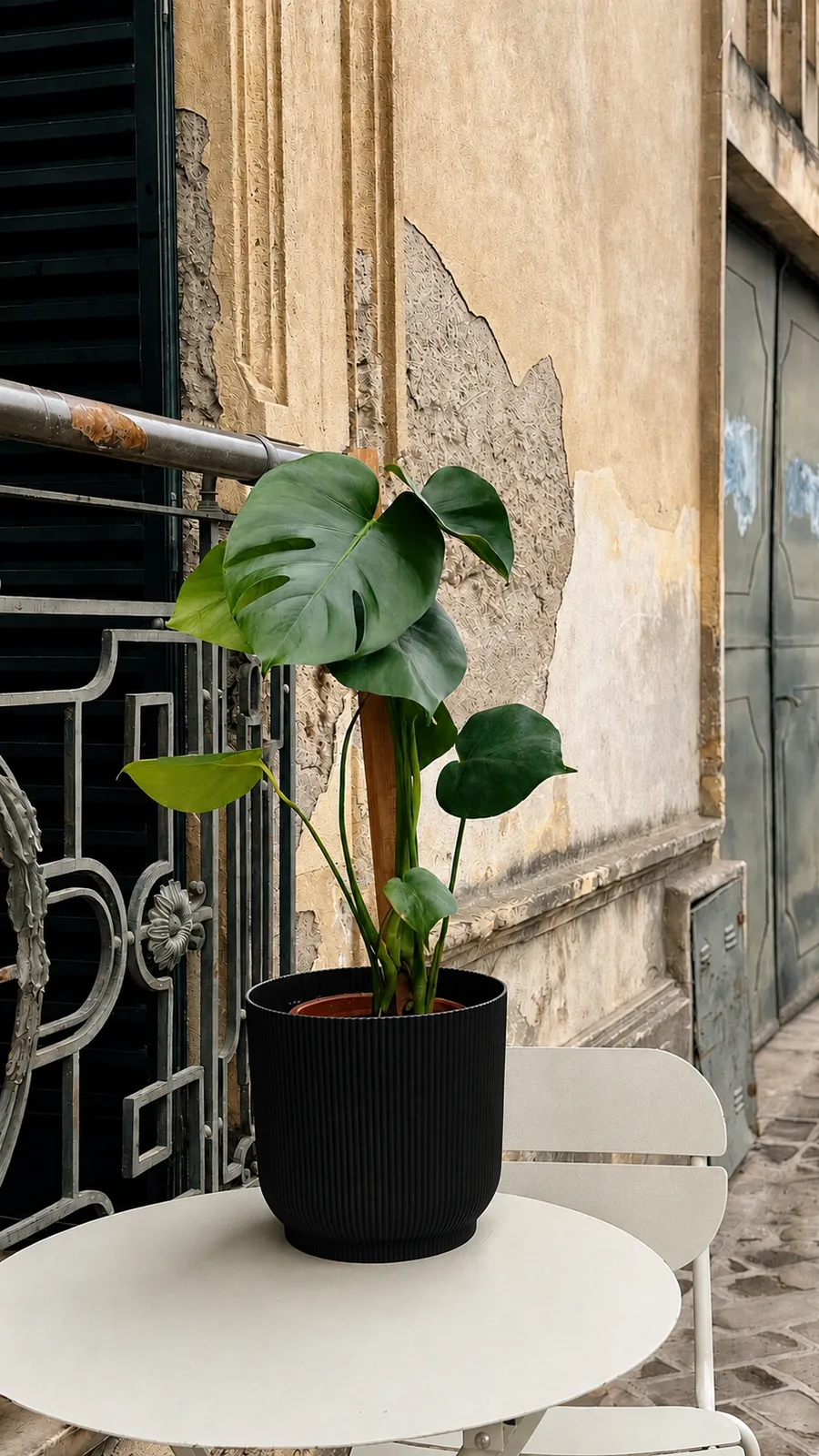 Monstera en maceta milán - maceta negro