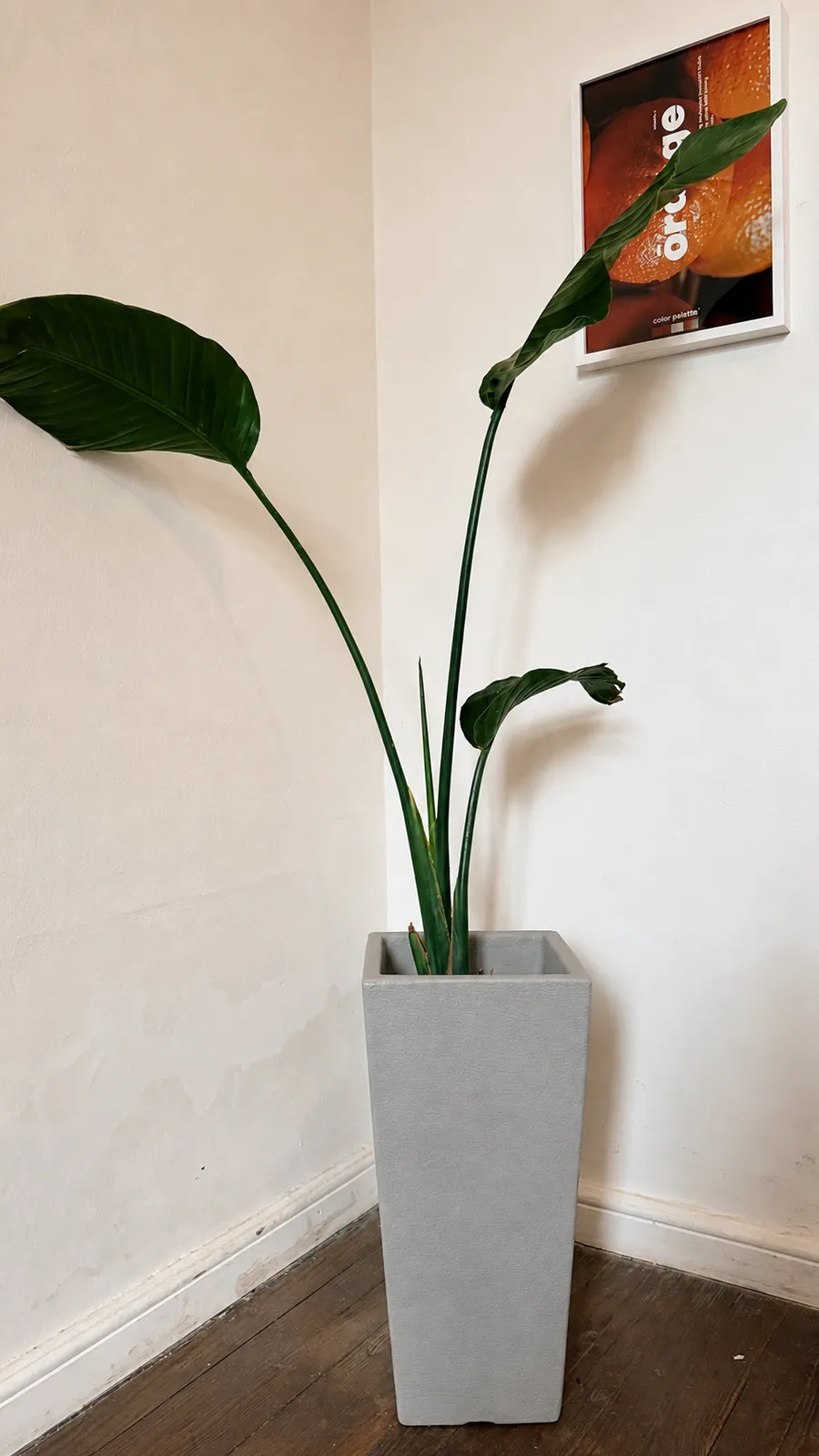Strelitzia Nicolai en maceta piramidal rotomoldeada