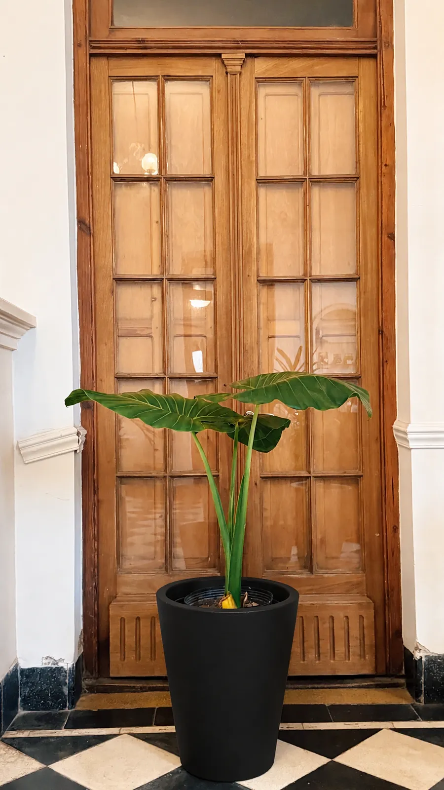 Alocasia en maceta africana rotomoldeada