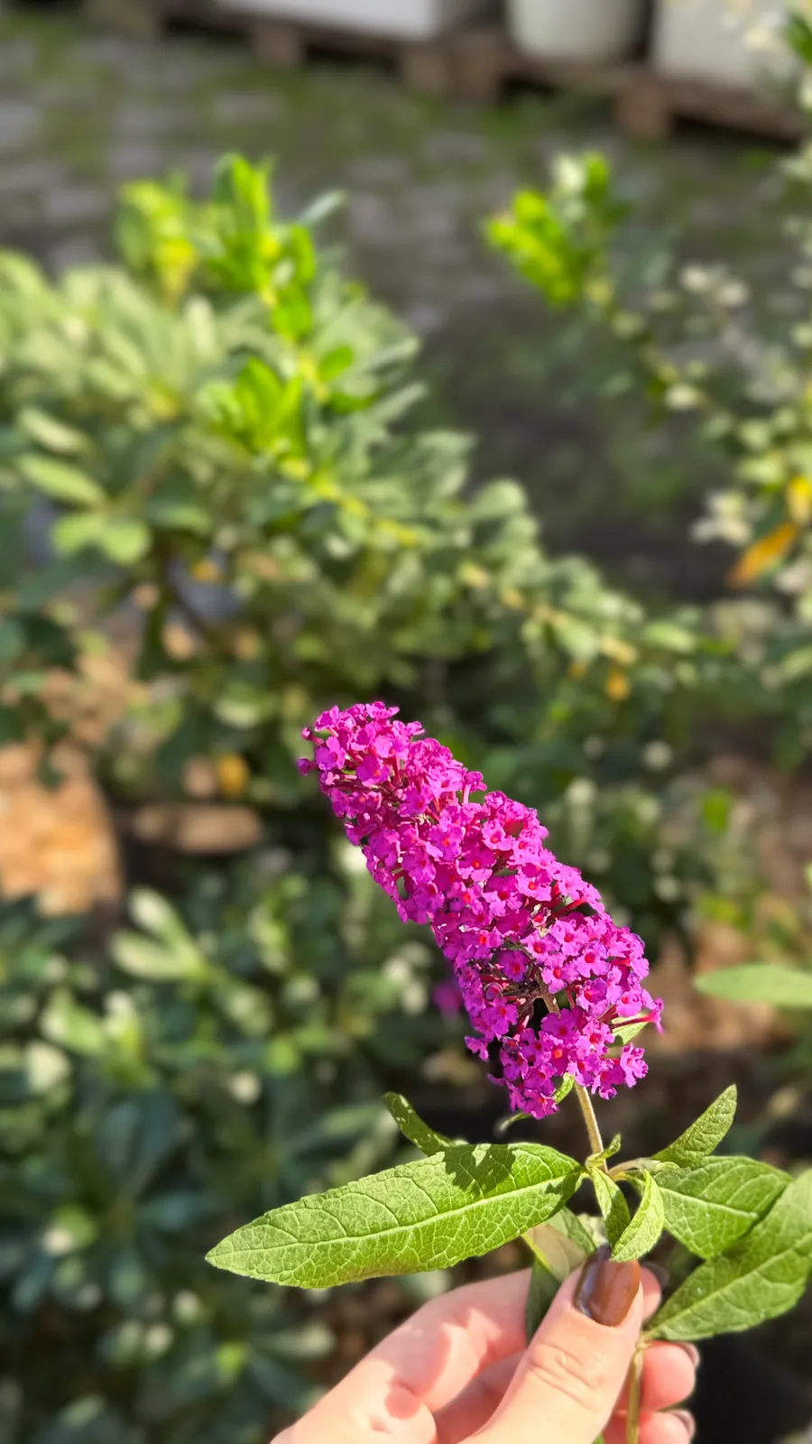 Budleia