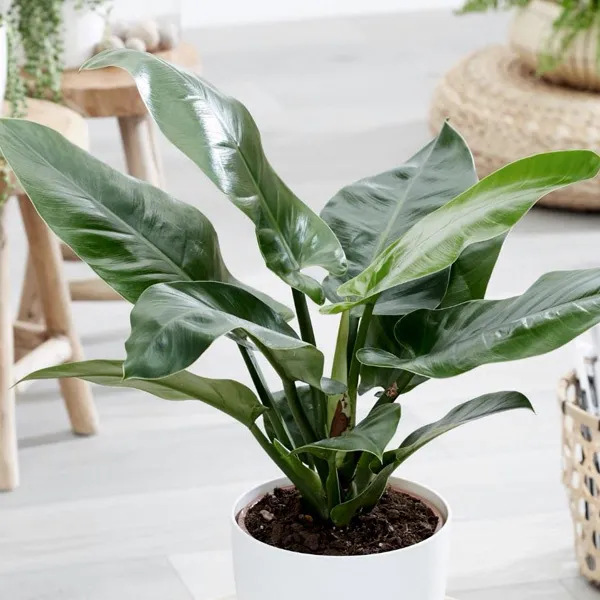 Philodendron Longifolia