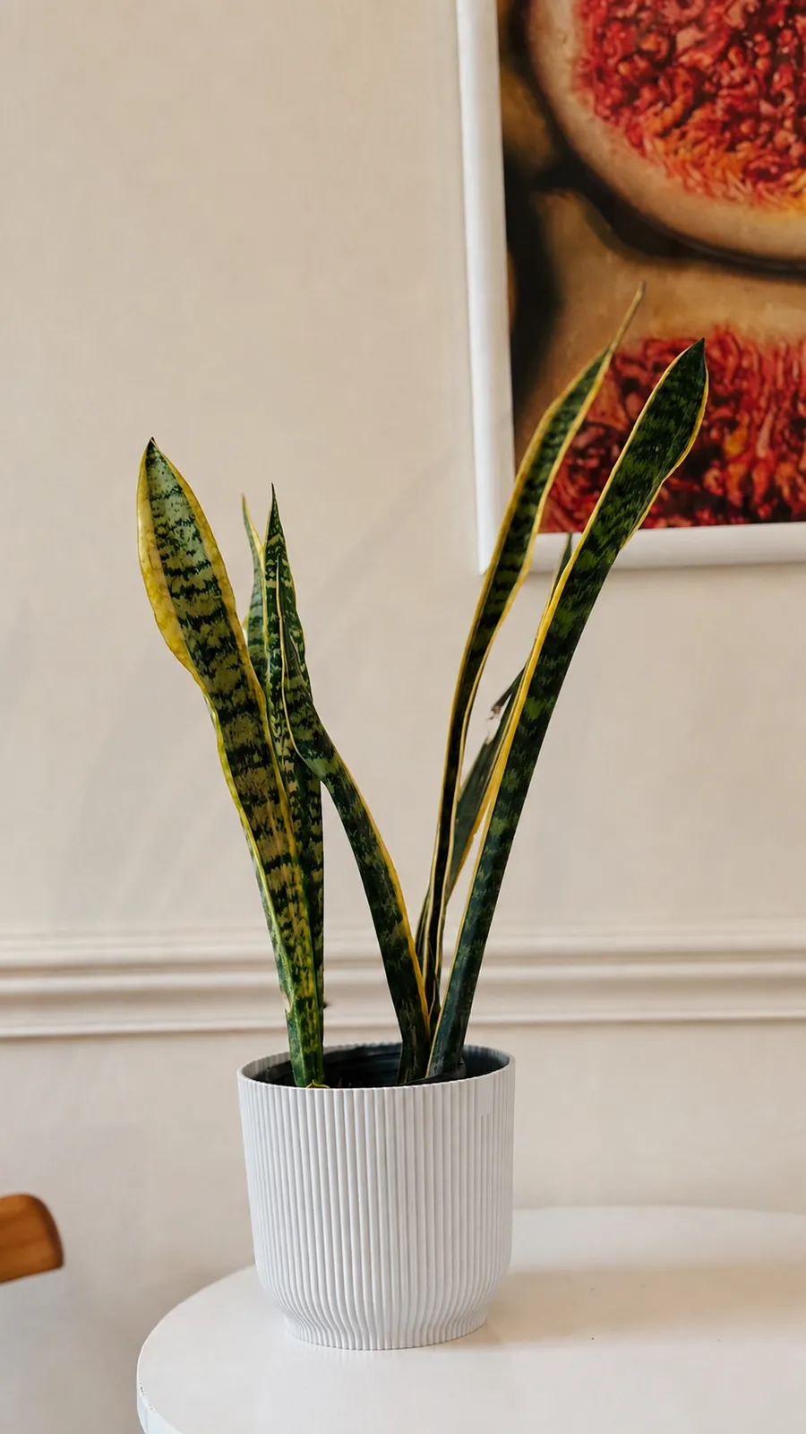 Sansevieria en maceta milán