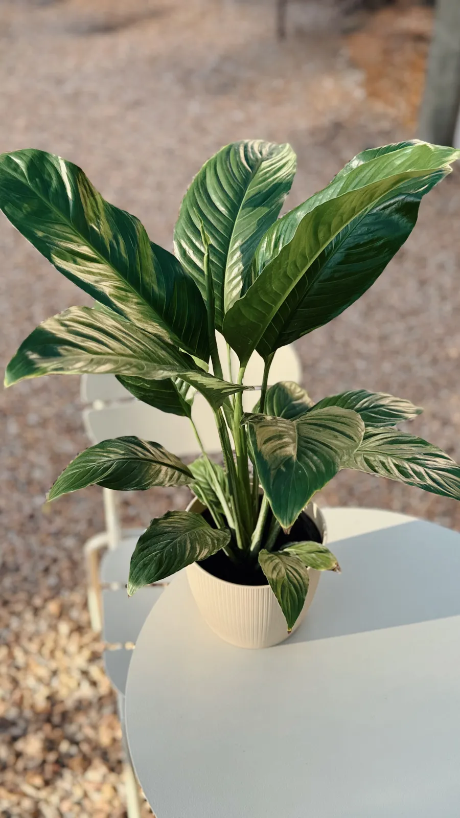 Spathiphyllum Sensación