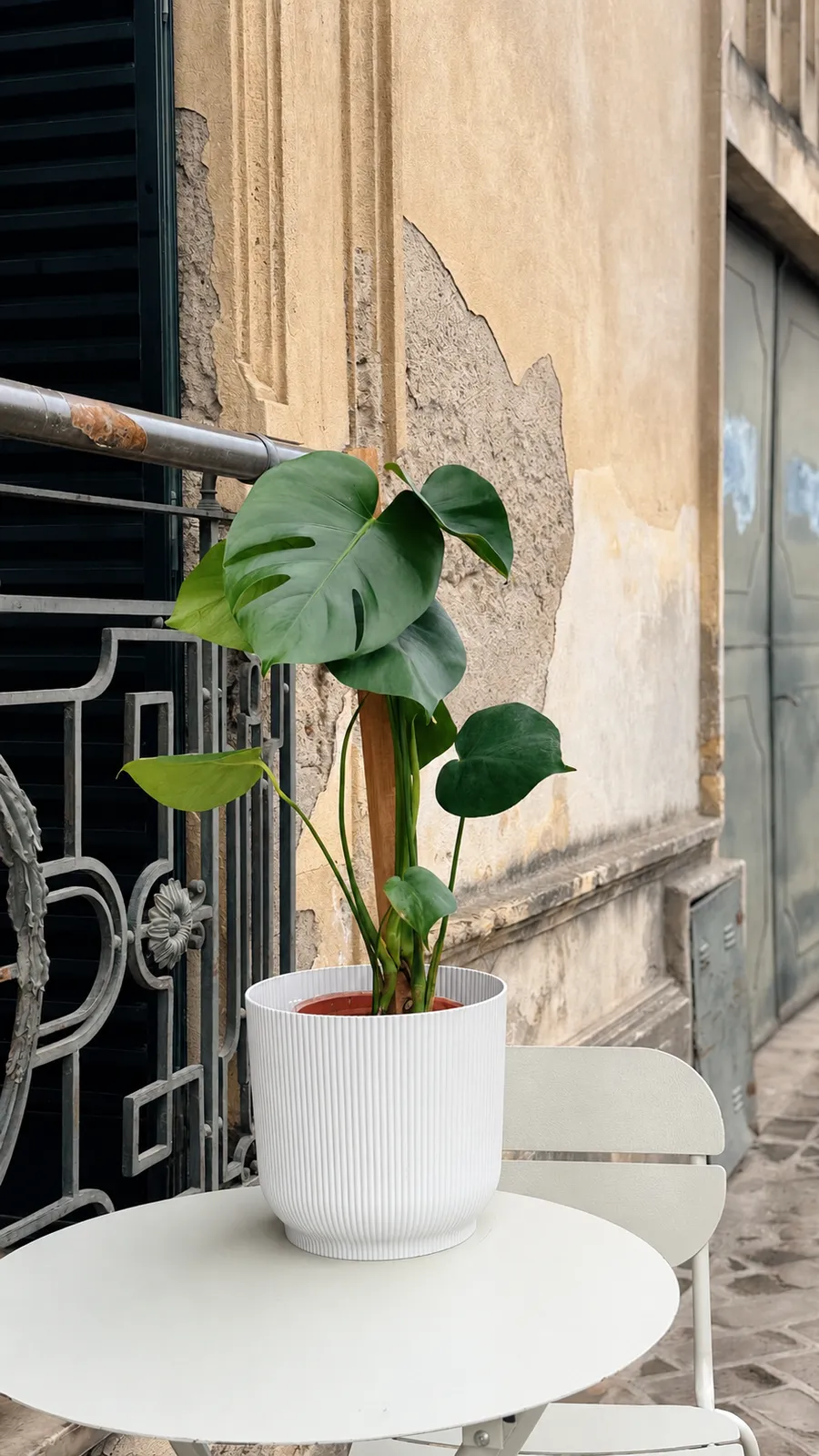 Monstera en maceta milán