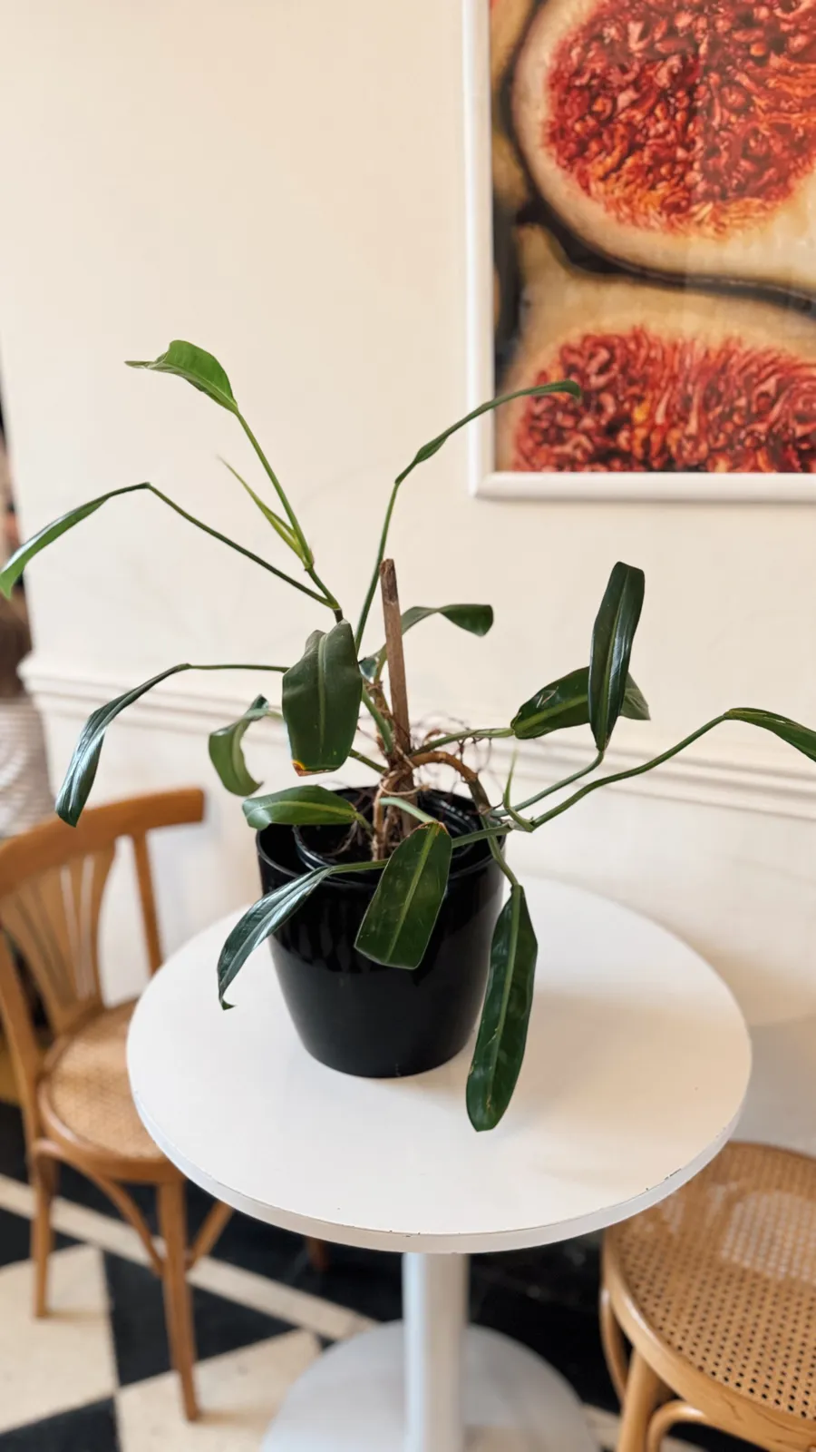 Philodendron Longifolia en maceta premium