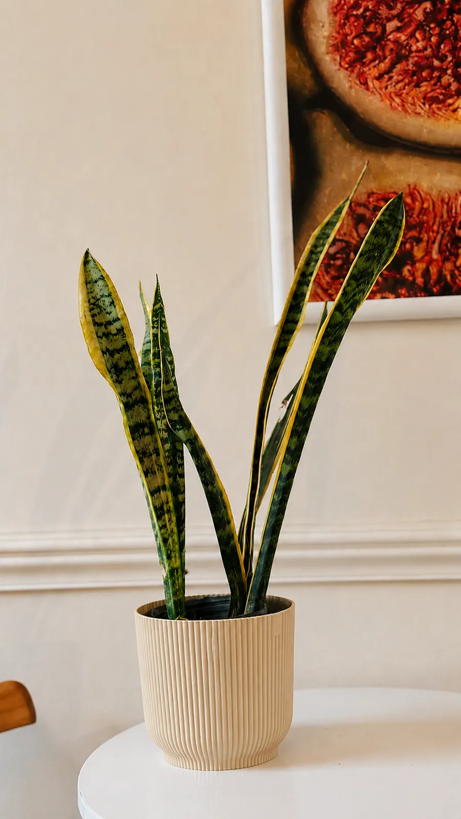 Sansevieria en maceta milán - maceta beige