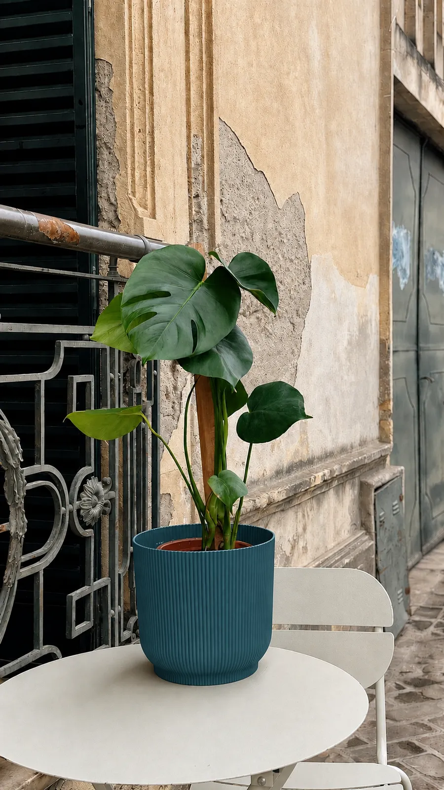 Monstera en maceta milán - maceta azul