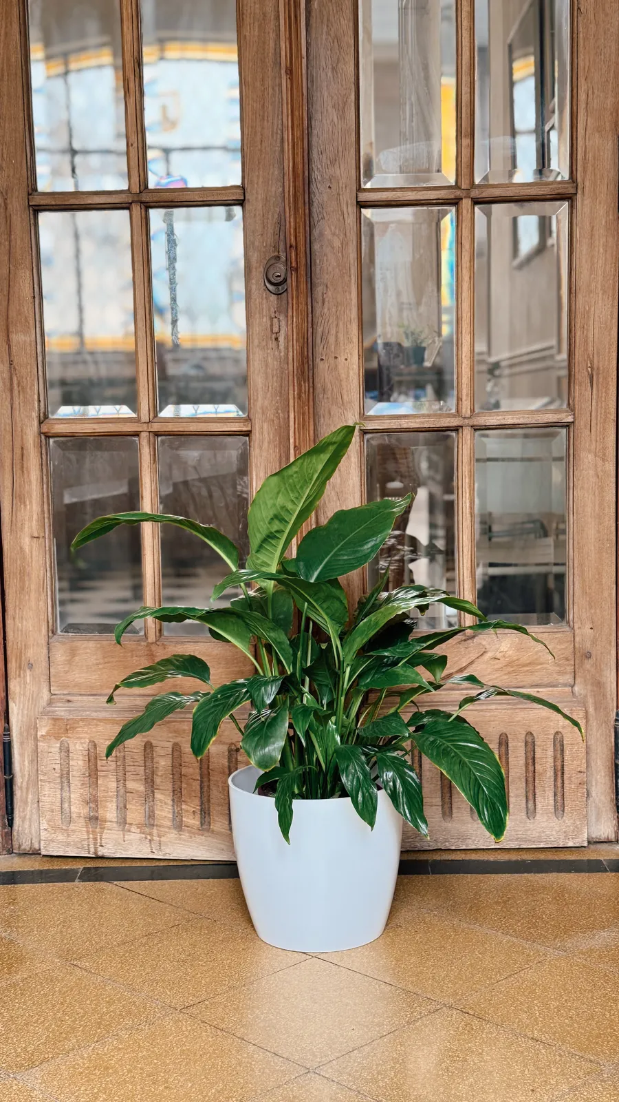 Spathiphyllum Sensación en maceta premium