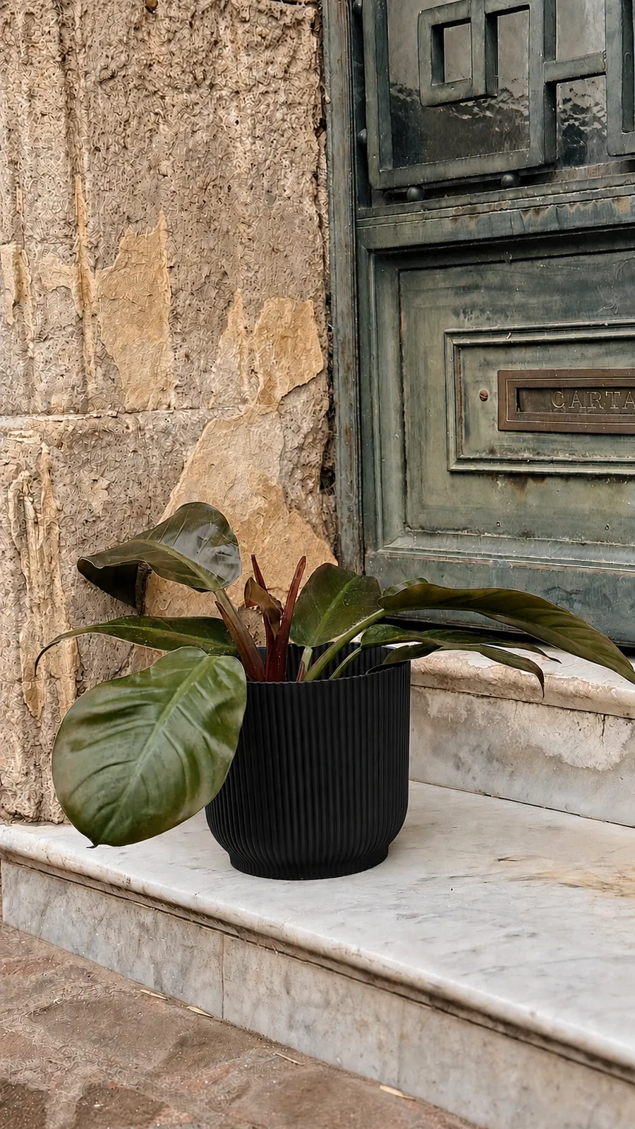 Philodendron Imperial en maceta milán - maceta negro