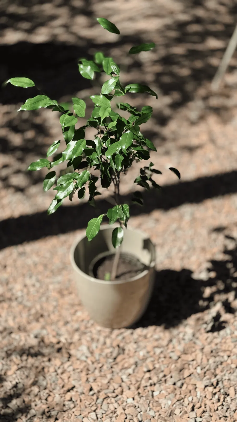 Ficus Topiario