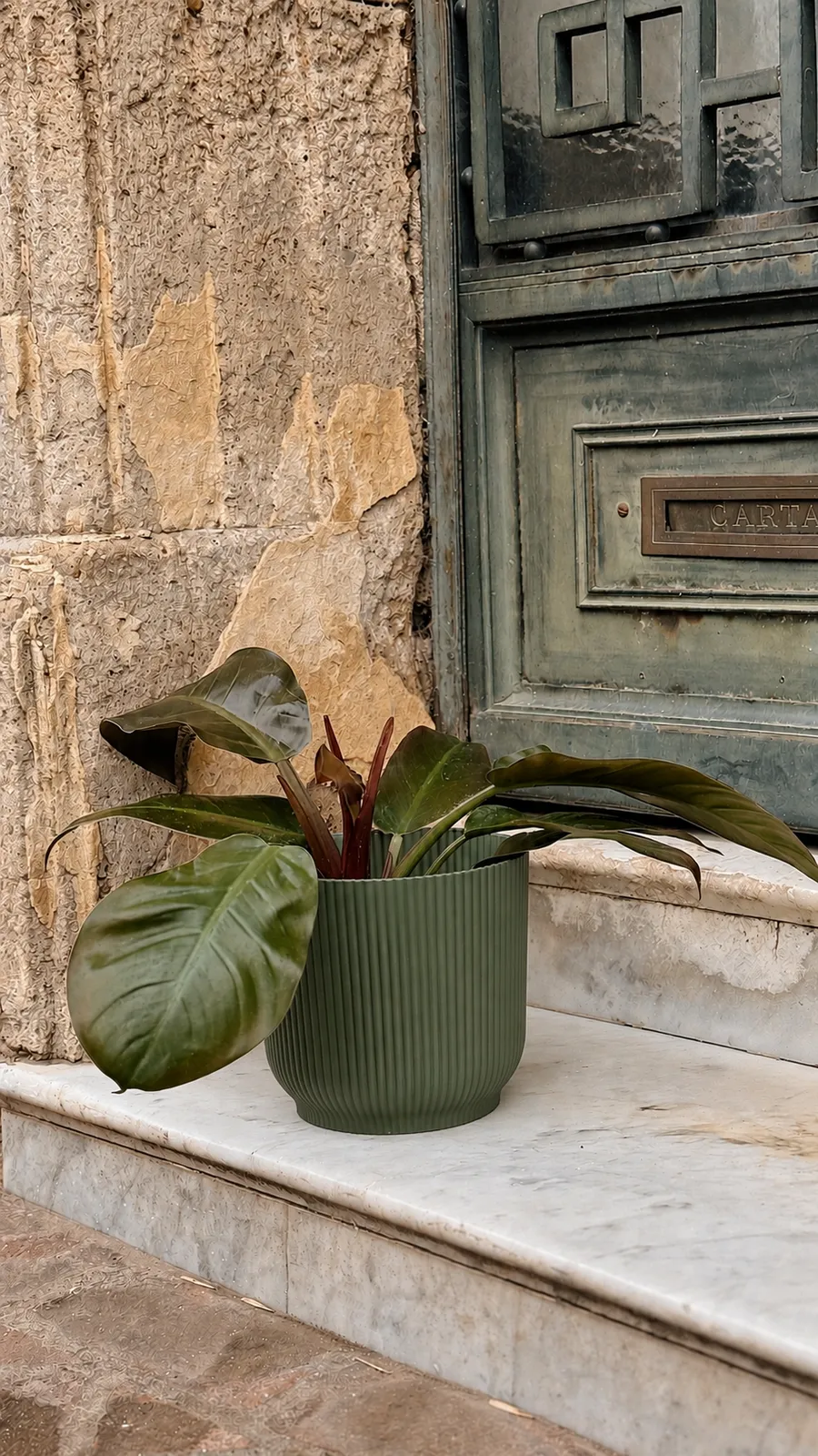 Philodendron Imperial en maceta milán - maceta verde