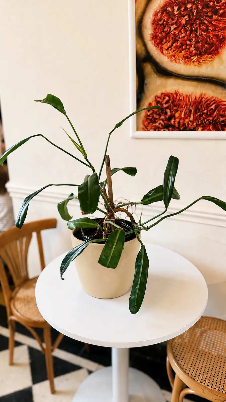 Philodendron Longifolia en maceta premium - maceta beige