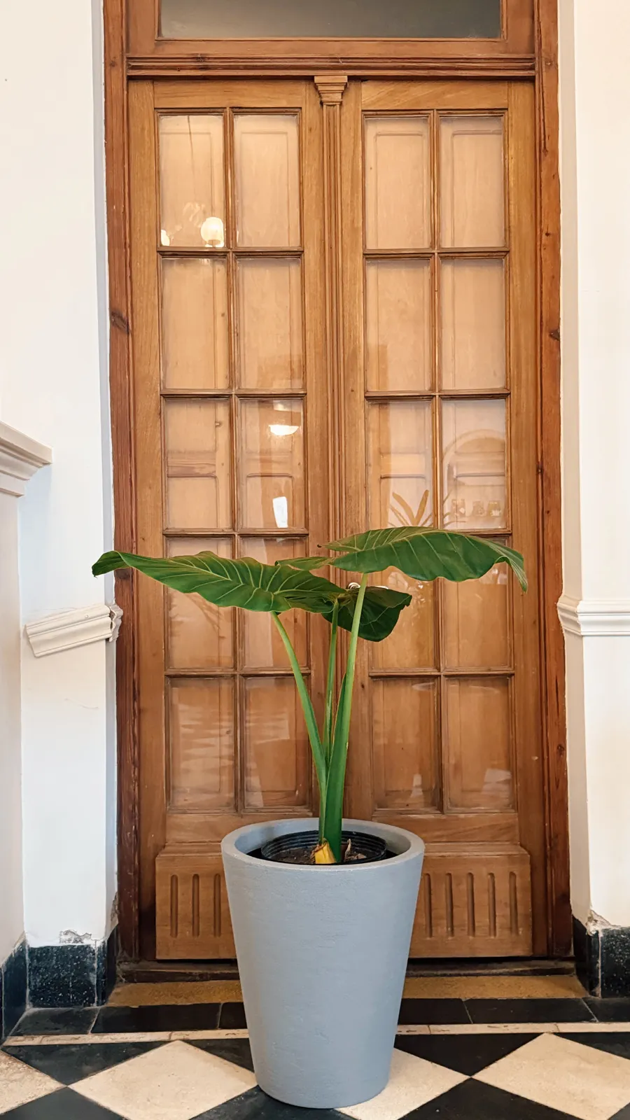 Alocasia en maceta africana rotomoldeada