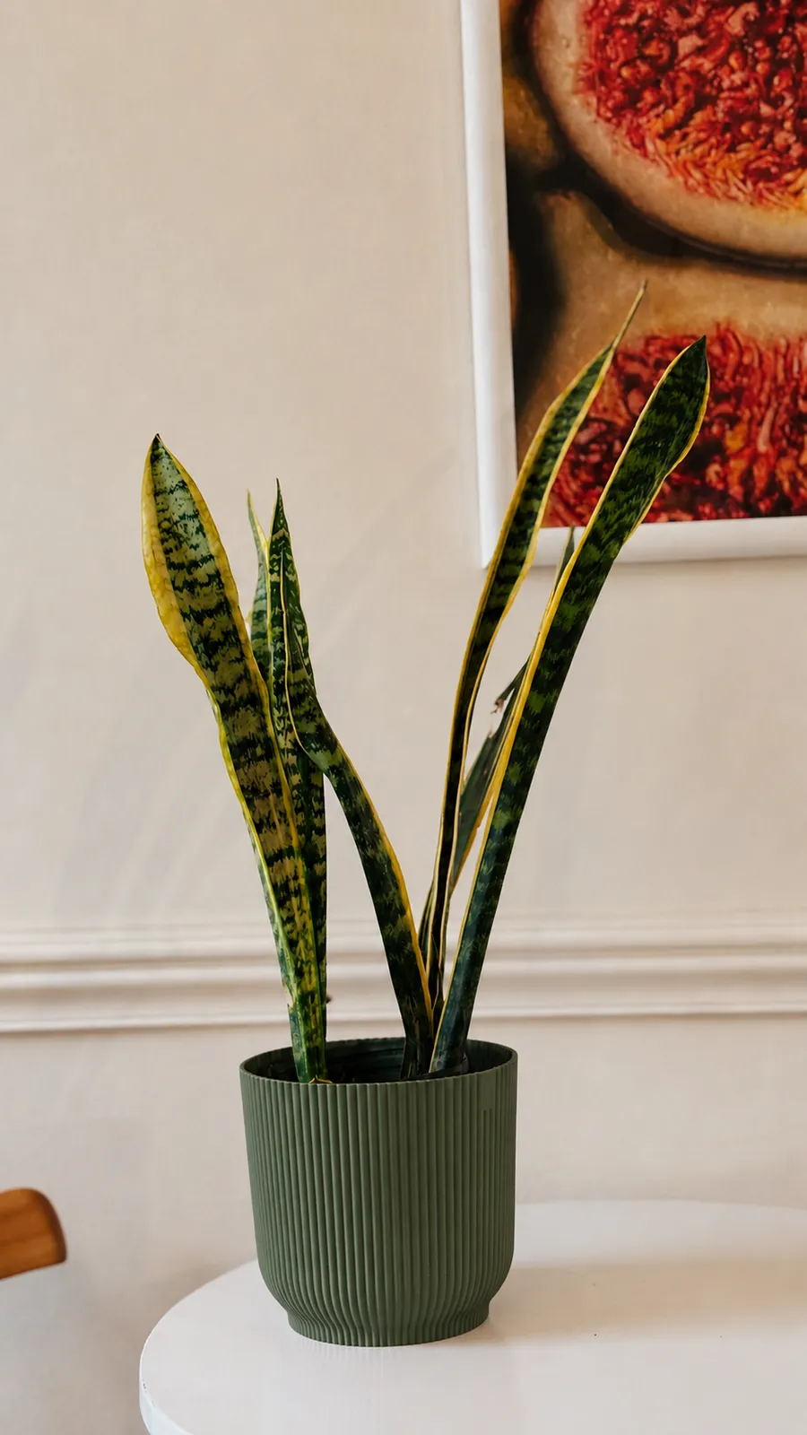 Sansevieria en maceta milán - maceta verde
