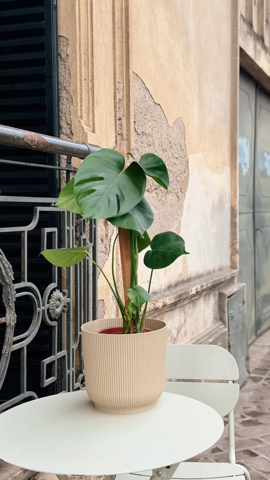 Monstera en maceta milán