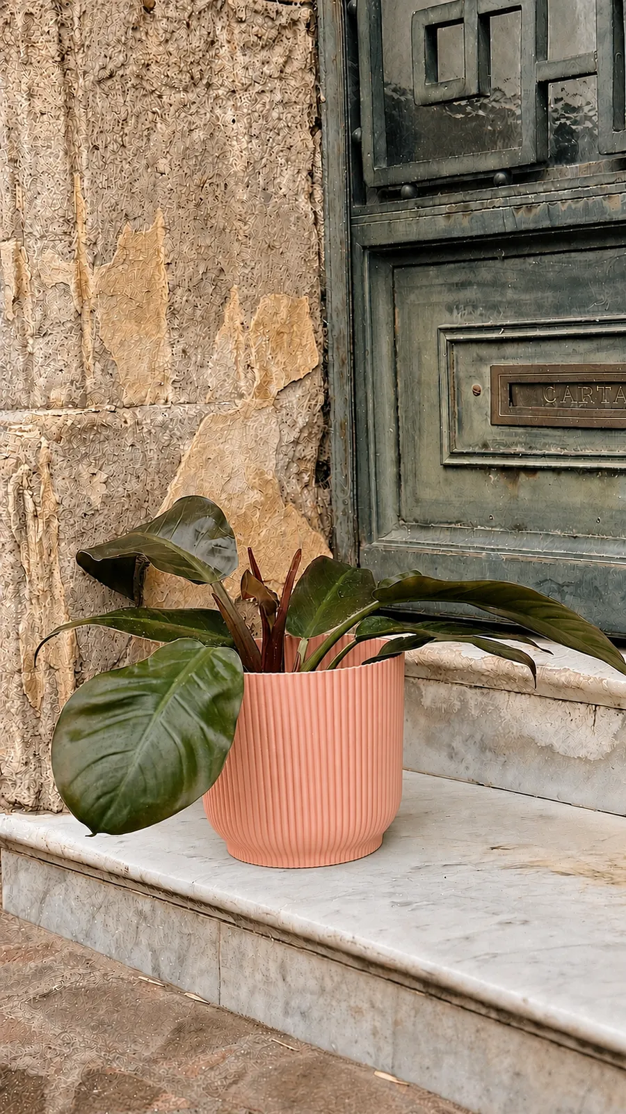 Philodendron Imperial en maceta milán - maceta rosa