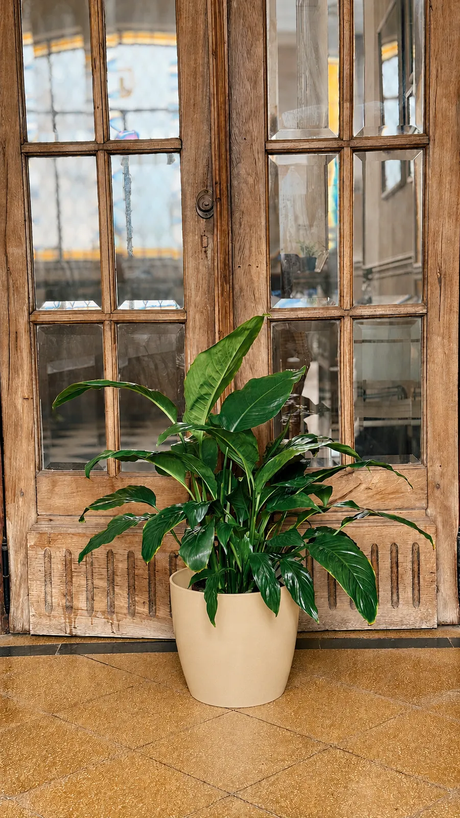 Spathiphyllum Sensación en maceta premium - maceta beige