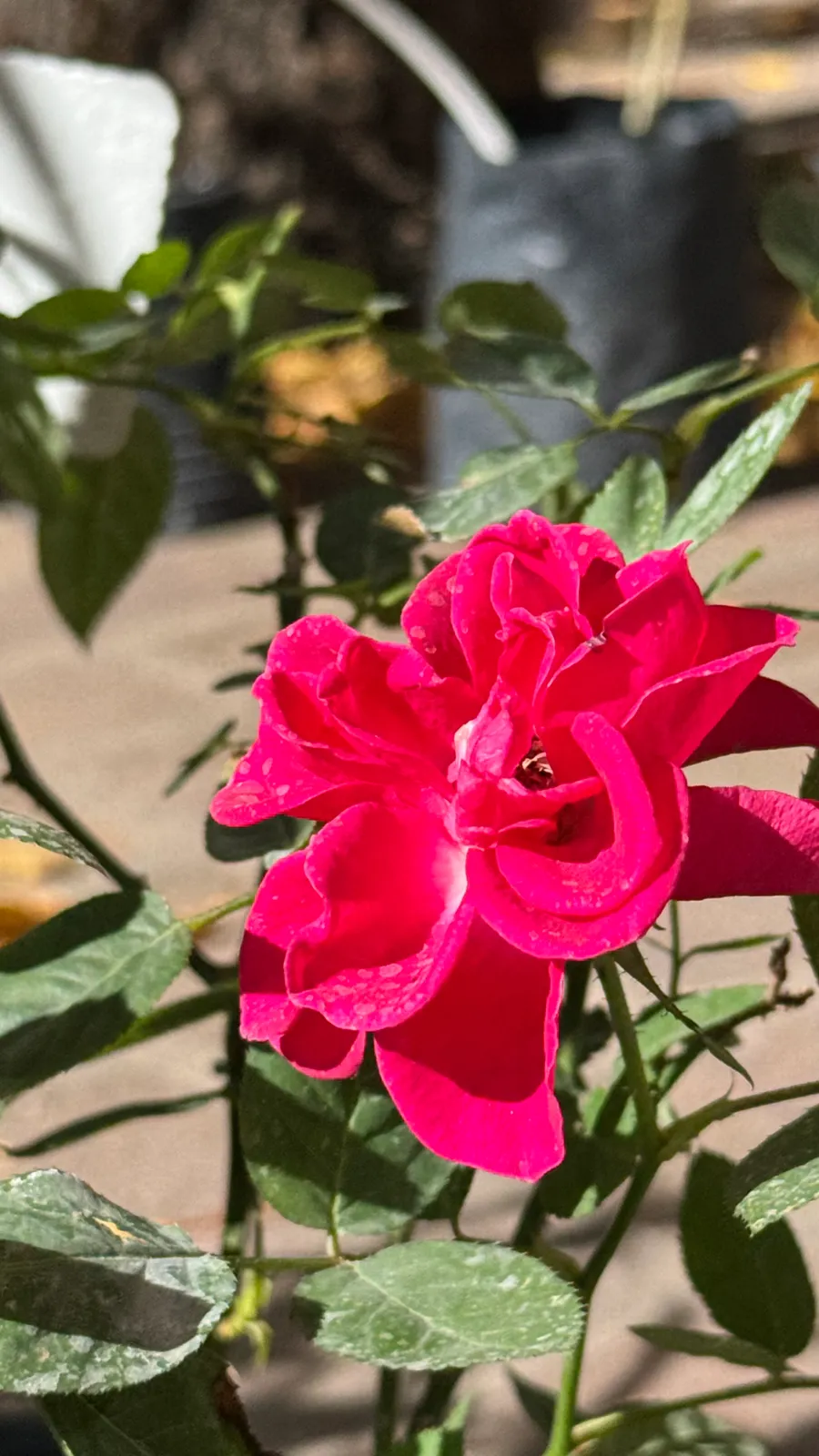 Rosa China