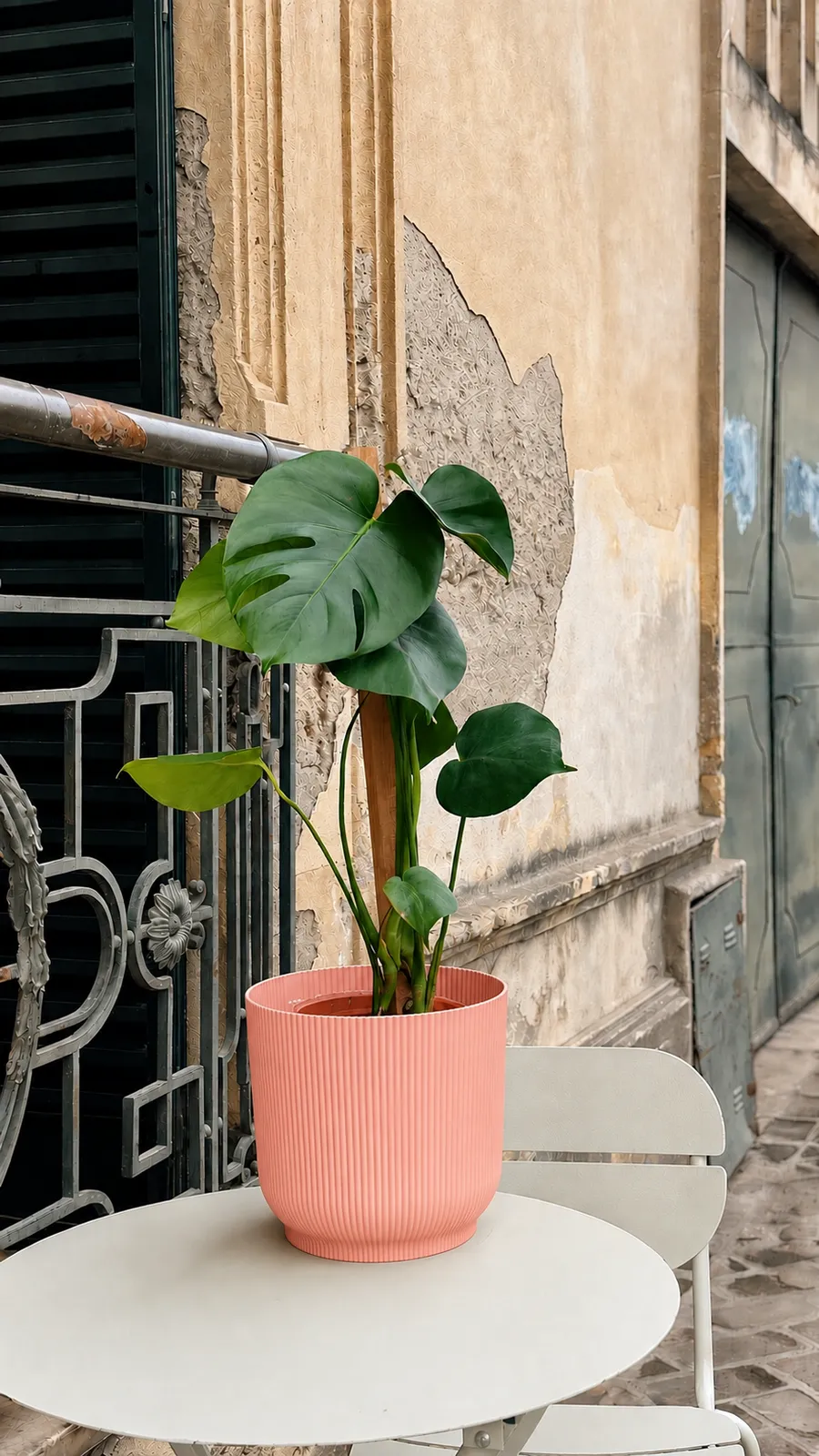 Monstera en maceta milán - maceta rosa