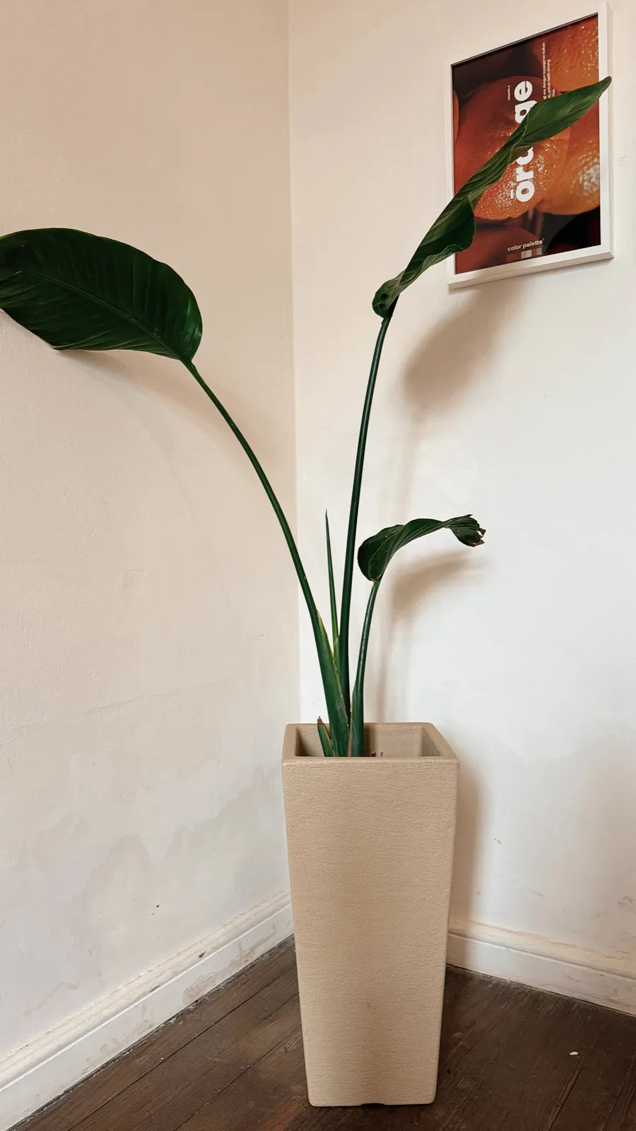 Strelitzia Nicolai en maceta piramidal rotomoldeada