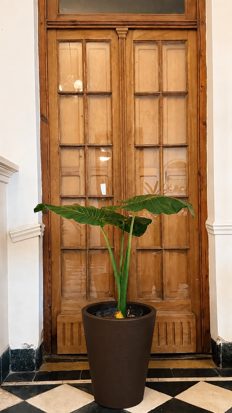 Alocasia en maceta africana rotomoldeada - maceta chocolate