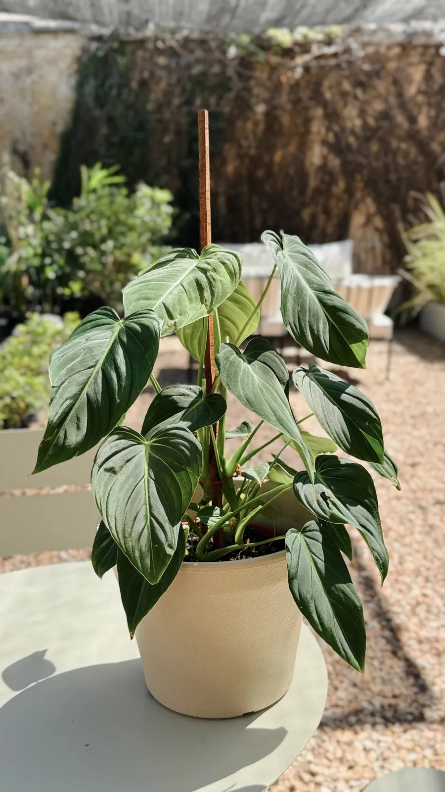 Philodendron Glorious
