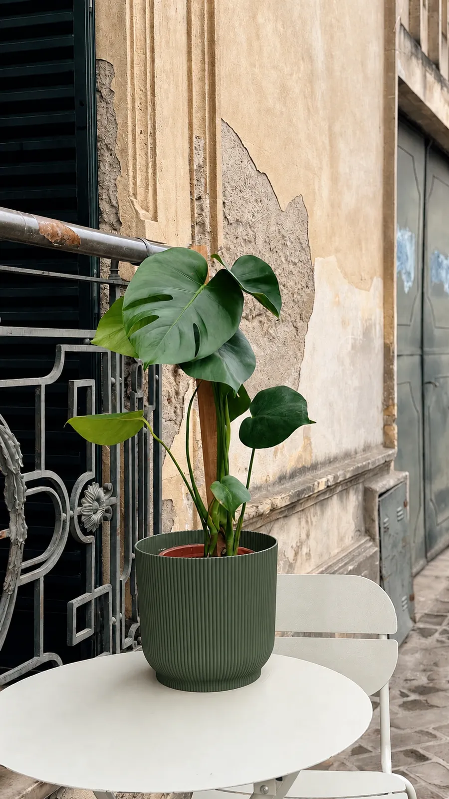 Monstera en maceta milán - maceta verde