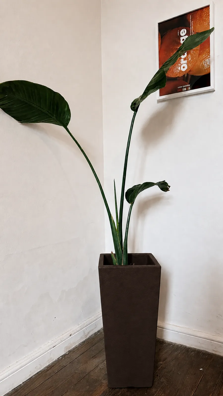 Strelitzia Nicolai en maceta piramidal rotomoldeada - maceta chocolate