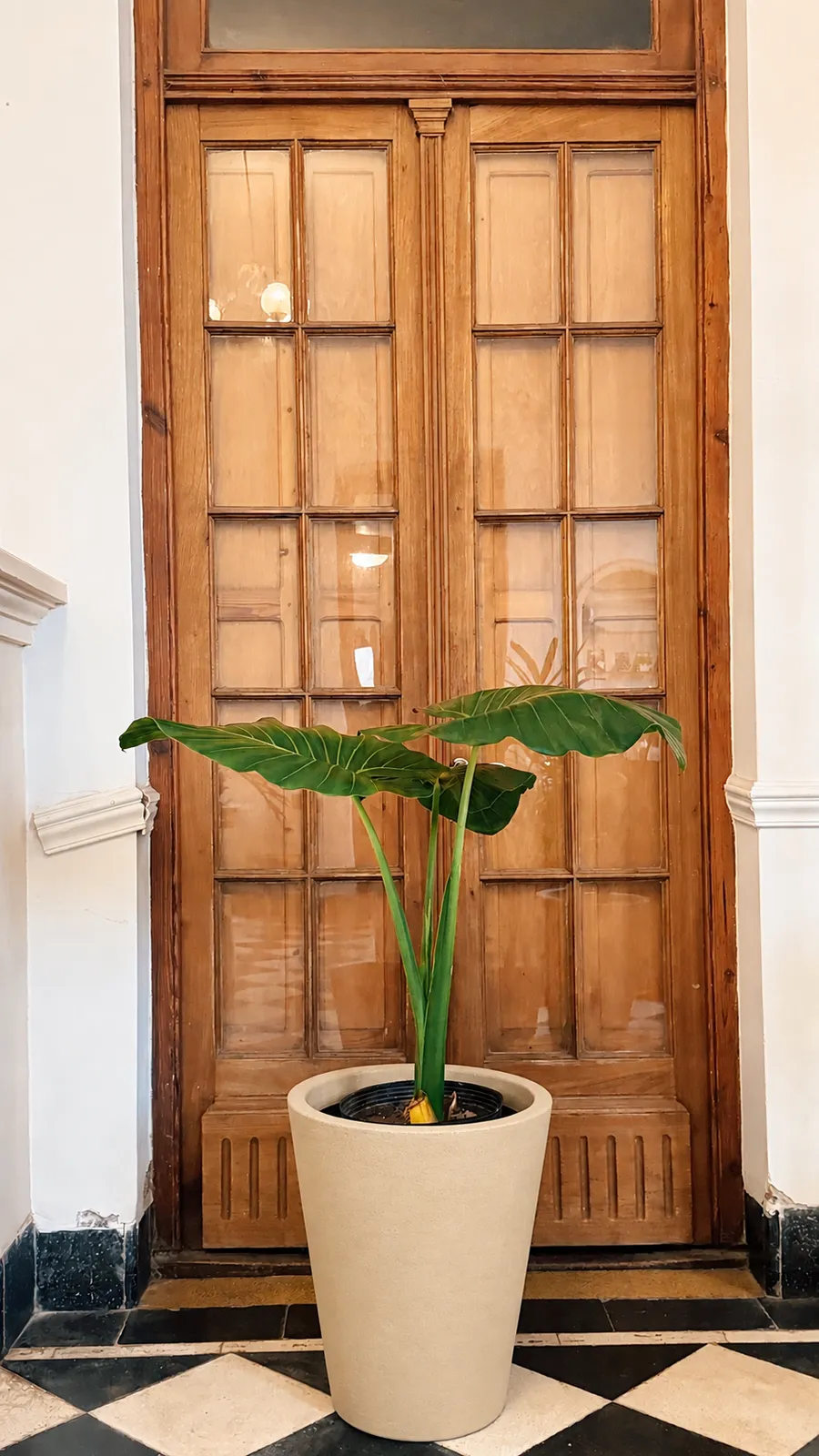 Alocasia en maceta africana rotomoldeada - maceta beige