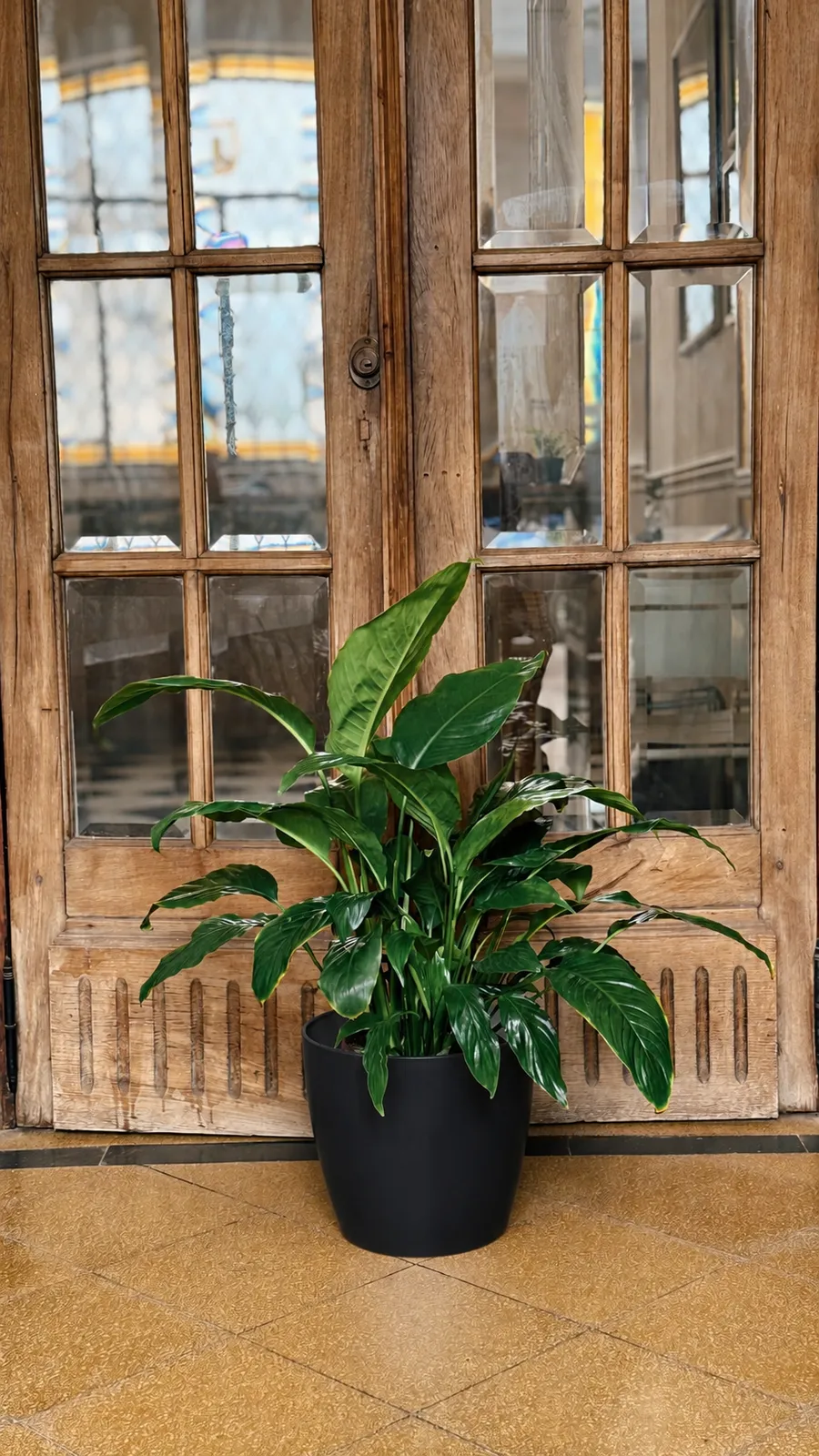 Spathiphyllum Sensación en maceta premium