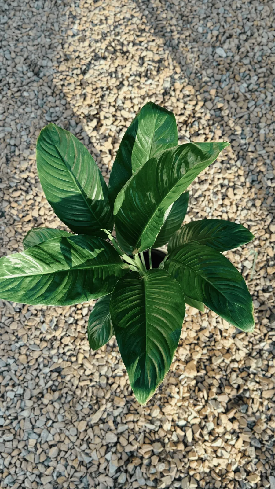 Spathiphyllum