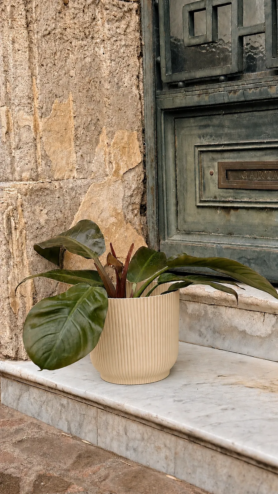 Philodendron Imperial en maceta milán - maceta beige