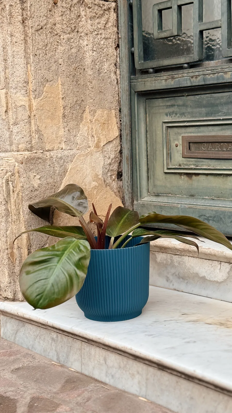 Philodendron Imperial en maceta milán