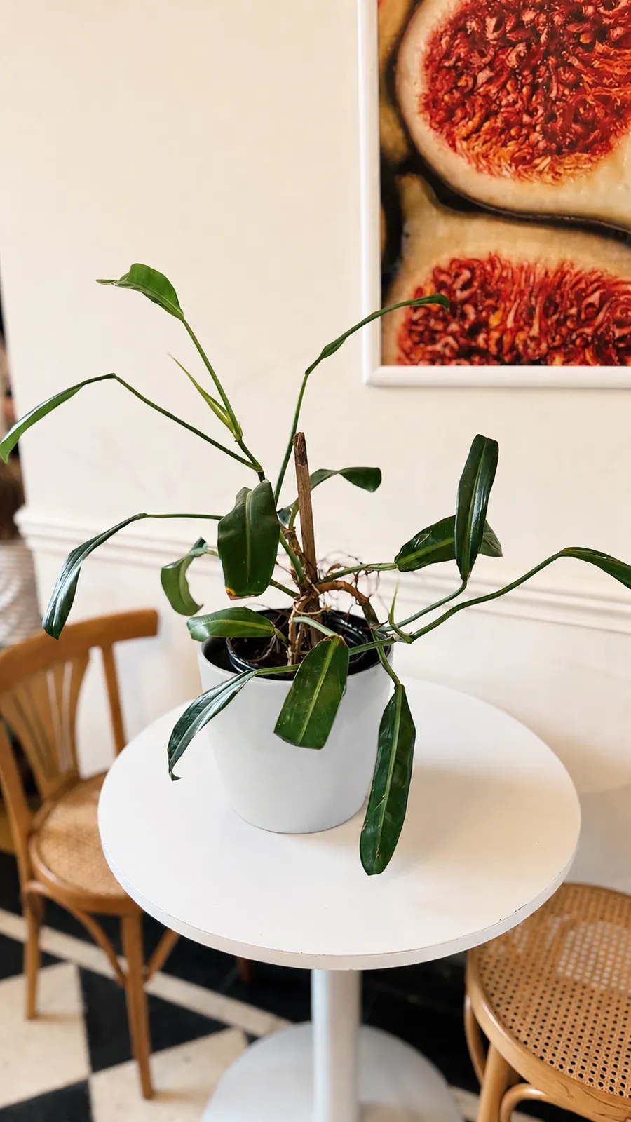 Philodendron Longifolia en maceta premium