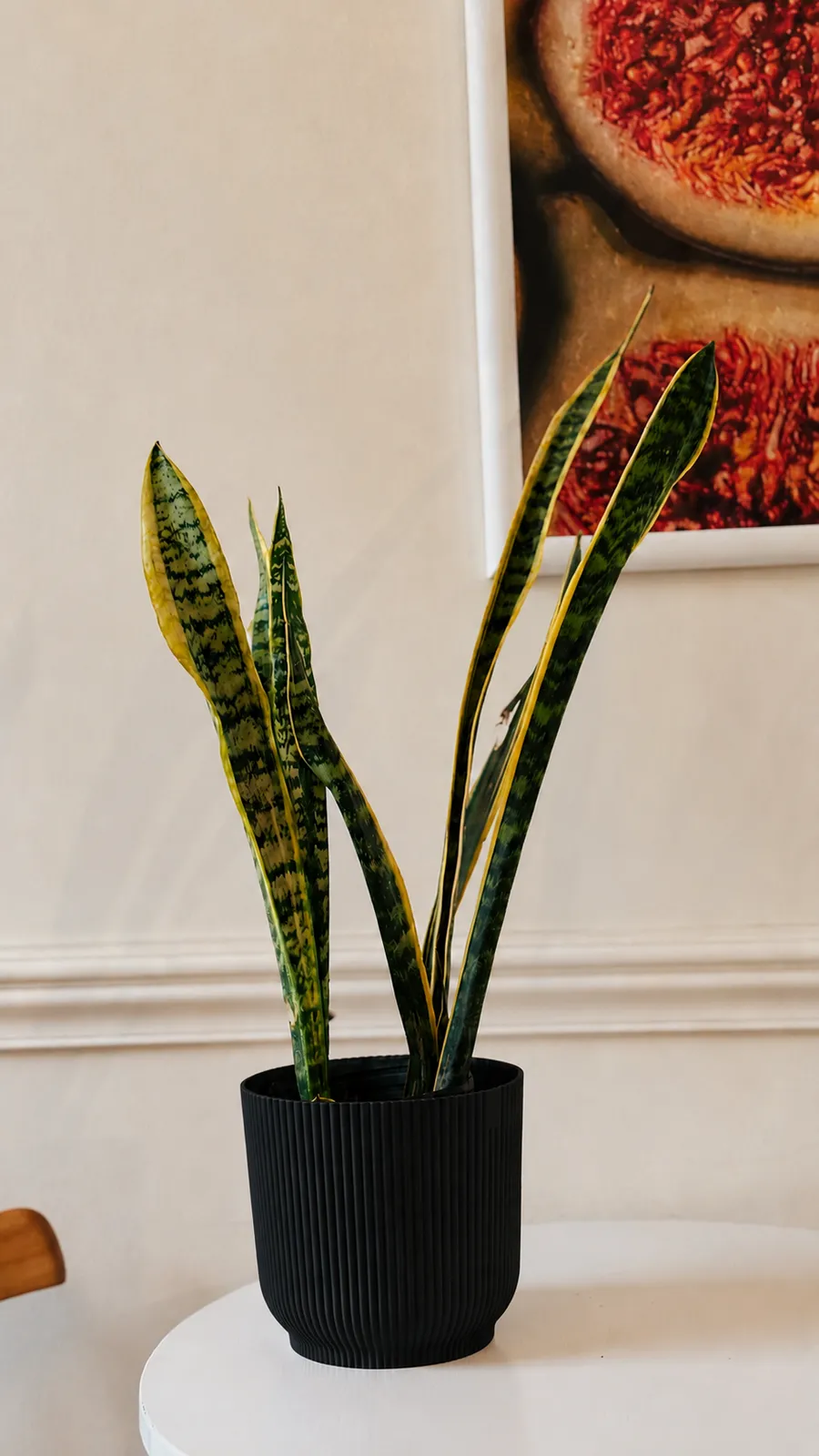 Sansevieria en maceta milán - maceta negro