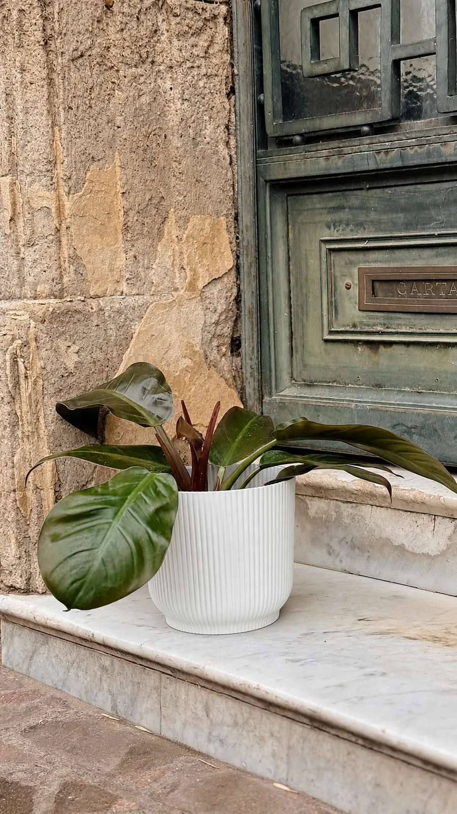 Philodendron Imperial en maceta milán