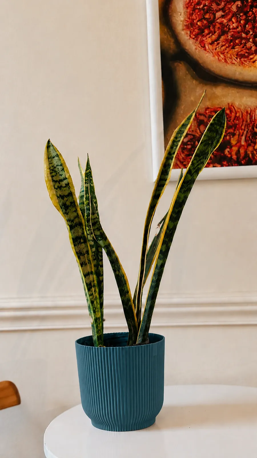 Sansevieria en maceta milán - maceta azul